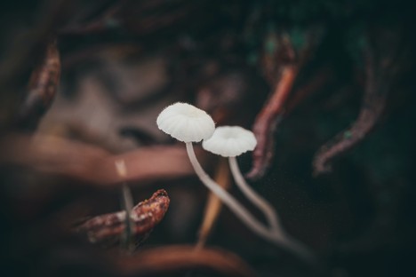 Fantastische, funktionale, zukunftsweisende Pilze

